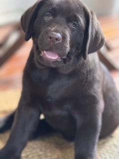 Available Now MONNYBROOK LABRADORS : Chocolate (Liver) Puppies 