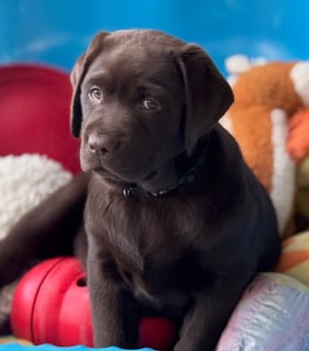 Available Now MONNYBROOK LABRADORS : Chocolate (Liver) Puppies 