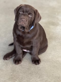 Mr Grey Speckle_14/9/2025 Available Now MONNYBROOK LABRADORS : Chocolate (Liver) Puppies