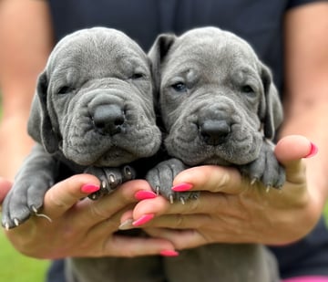 For Adoption Great Dane Pup - FEMALE - BLUE - Pedigree ANKC papers