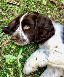 Available Now **English Springer Spaniel Puppies**