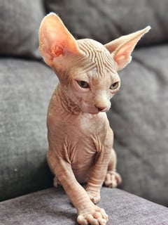 Available Soon Exceptional Ethically Bred Sphynx Kittens