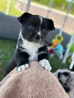 Available Soon Cardigan Welsh Corgi Litter