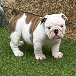 Available Now British Bulldog Puppy Available Now British Bulldog Puppy