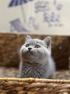 Available Now Litter B4 - British Shorthair Kitten