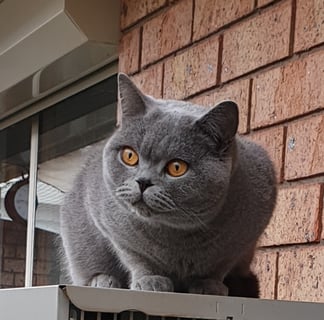 For Adoption Blue British Shorthair female 