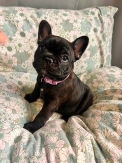 Available Now French Bulldog Puppies
