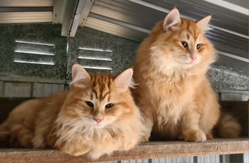Available Now Siberian kittens