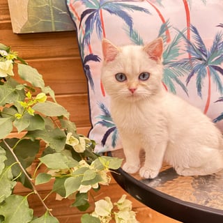 Available Now Litter G3 - British Shorthair Kitten