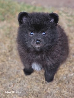 Available Now German Spitz Puppies