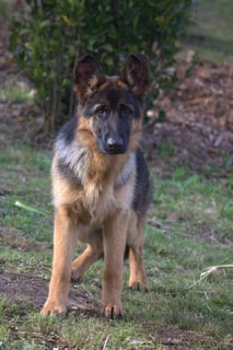 For Adoption Young Female German Shepherd 