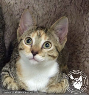 For Adoption Citrine