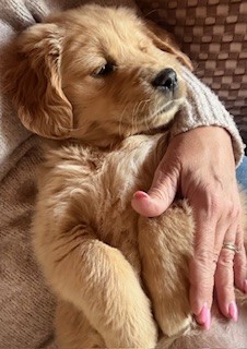 Available Soon Golden Retriever Puppies- JOKALA          ANKC Registered 