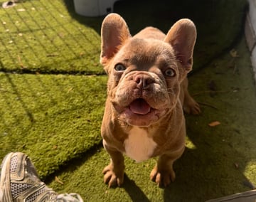 For Adoption French Bulldog pup 