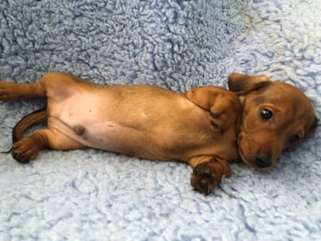 For Adoption  Miniature Dachshund puppies 