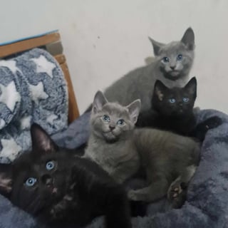 Available Soon PEDIGREE RUSSIAN BLUE KITTENS