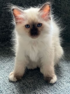 For Adoption Birman kitten