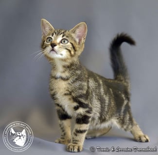 For Adoption Stripe