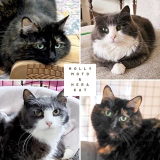 For Adoption Hera Cat and Molly Moto - Sisters in Fluff