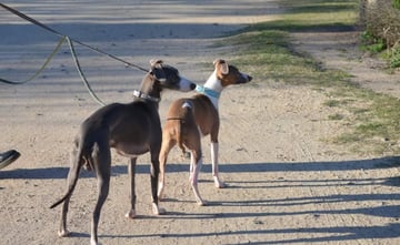 Available Soon Italian Greyhound adult (female and male)