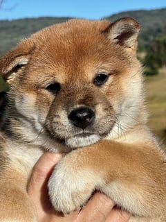 Available Soon Shiba Inu Red Male