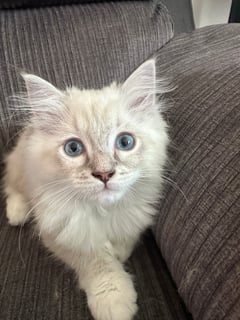 Available Now Ragdoll Kittens