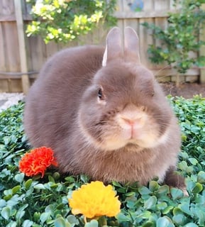 Available Now Pure Bred Netherland Dwarf Doe