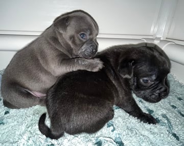 Available Now PEDIGREE PAPERED ENGLISH STAFFY PUPPIES