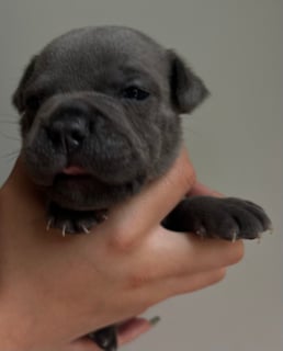 Available Now PEDIGREE PAPERED ENGLISH STAFFY PUPPIES