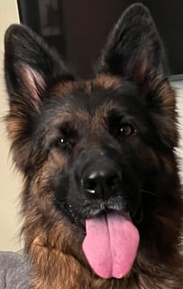 Available Soon German Shepherd Puppies 