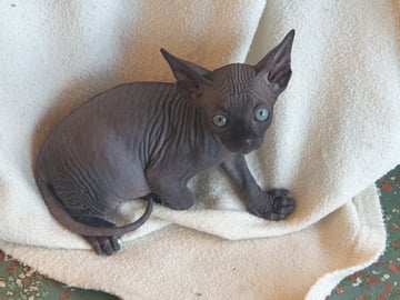 For Adoption Sphynx kittens born 12 August