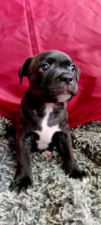 Available Now  brindle Male pup .. dodger 