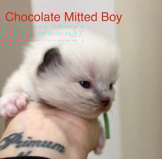 Available Now Rare Chocolate mitted x1, and Blue tabby Mitted x1 -Ragdoll Kitten -Ready Christmas   Available Now Rare Chocolate mitted x1, and Blue tabby Mitted x1 -Ragdoll Kitten -Ready Christmas