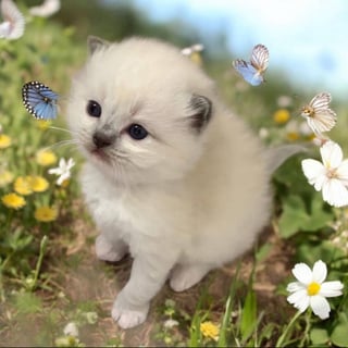 Available Now Rare Chocolate mitted x1, and Blue Mitted x1 -Ragdoll Kitten -Ready Christmas  