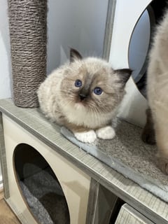Available Now Seal Mitted registered Female Ragdoll Kitten -Ready 2 Go Sept  