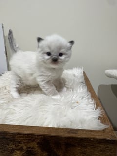 Available Now Seal Mitted registered male Ragdoll Kitten -Ready Christmas  