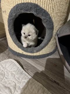Available Now Seal Mitted registered male Ragdoll Kitten -Ready Christmas  