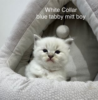 Available Now Blue and Seal Mitted Kittens 