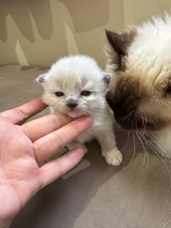 Available Now Seal Mitted registered male Ragdoll Kitten -Ready Christmas  