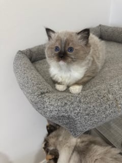 Available Now Seal Mitted registered Female Ragdoll Kitten -Ready 2 Go Sept  