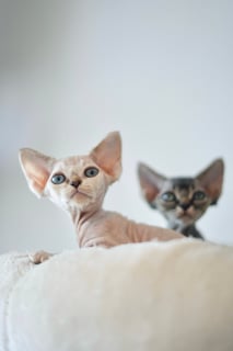 Available Now Pedigree Devon Rex Kittens