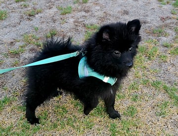 Available Soon  German spitz puppies 