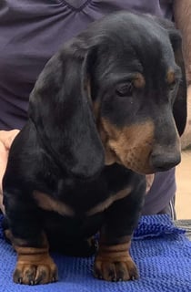 Available Now Dachshund Smooth Puppies