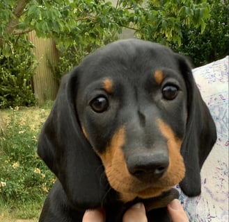 Available Now Dachshund Smooth Puppies