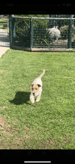 Available Now Jack Russell Terrier Puppy 