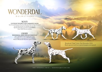 Available Soon Wonderdal 'High' Litter - confirmed November 2024