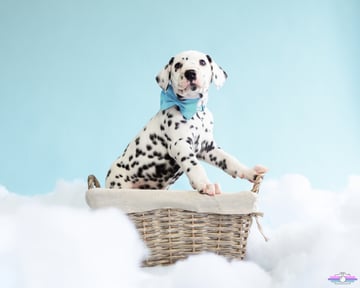 Available Now Wonderdal 'Ice' Litter - 2 Black-spotted males available