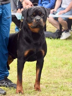 Available Soon Rottweiler Puppies