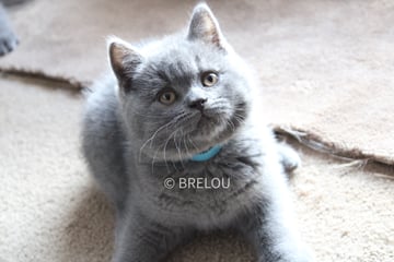 Available Soon PEDIGREE BRITISH SHORTHAIR KITTENS