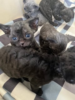 Available Now Black & Smoke Male Devon Rex Kitten 